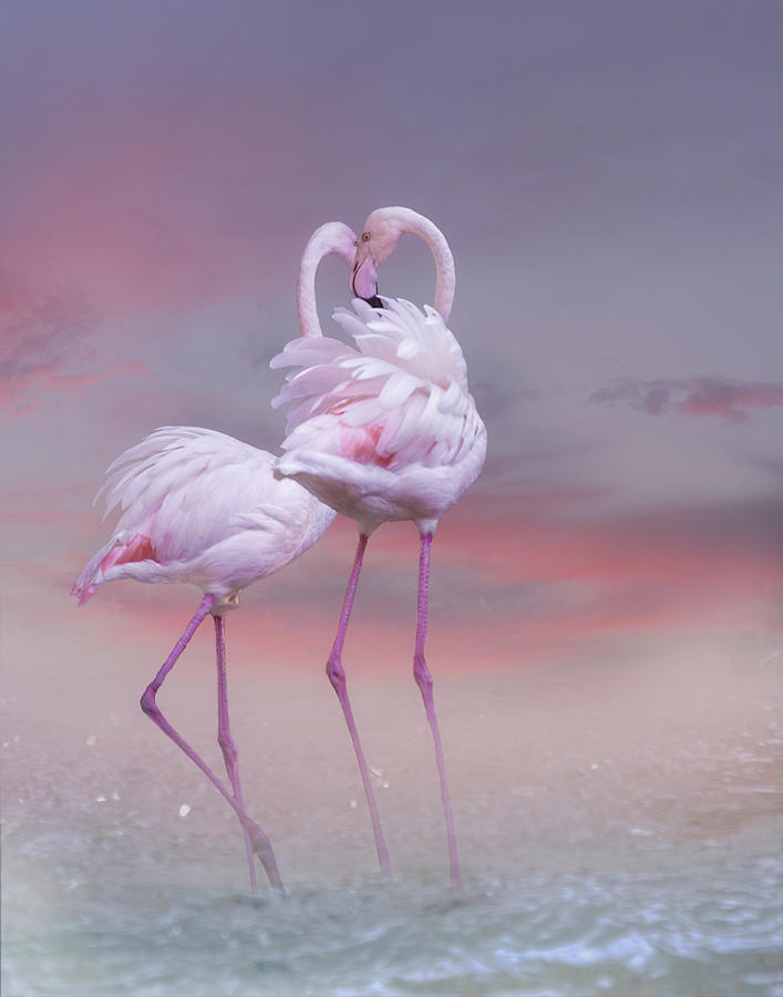 Flamingo Ballet Photograph by Krystina Wisniowska