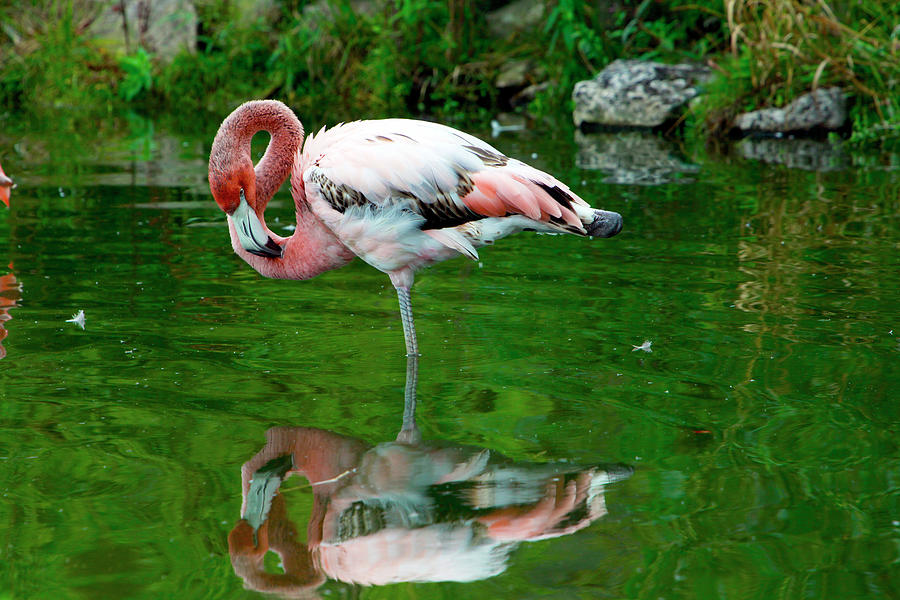 Flamingo Photograph by Basik Elementz Photography