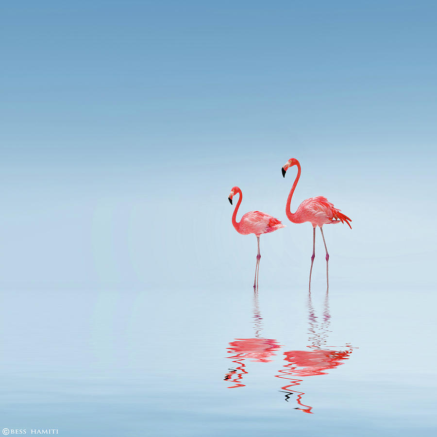 Flamingo Photograph by Bess Hamiti