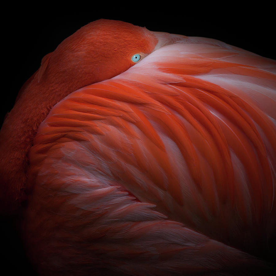 Flamingo Photograph by Billy Currie Photography