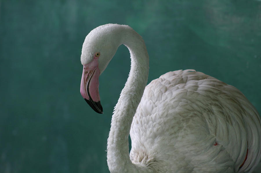 Flamingo Photograph by Blackcatphotos