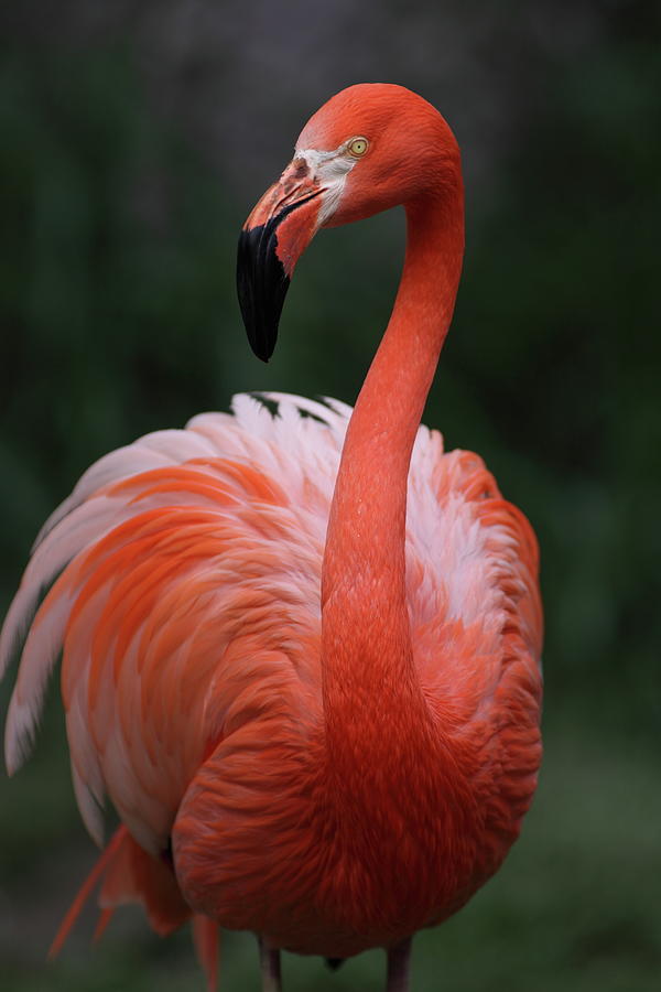 Flamingo Photograph by By Eduardo Muraoka Photography