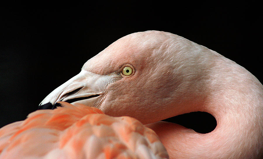 Flamingo Photograph by Cindi Ressler