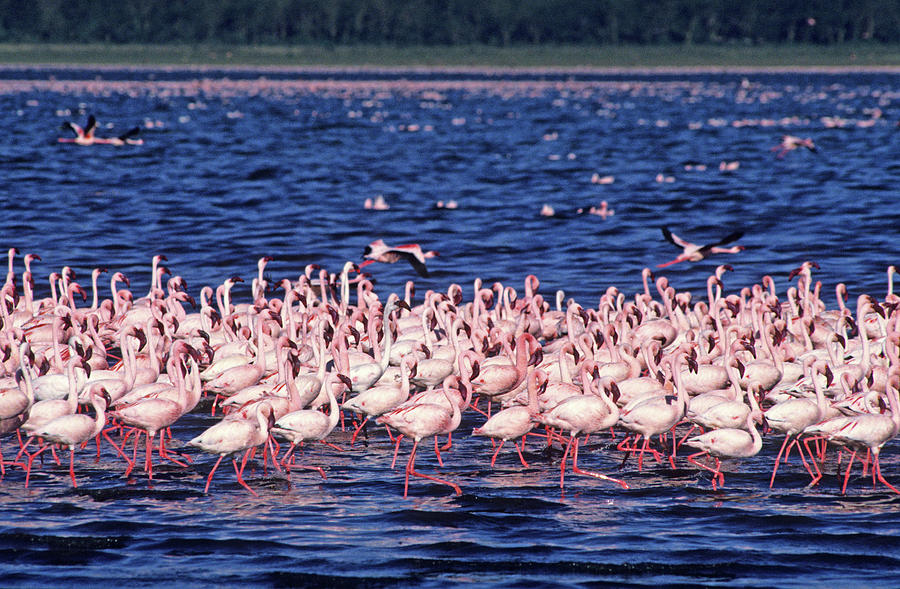 Flamingo Colony Photograph by Nature/uig Flamingo Colony Photograph by Nature/uig