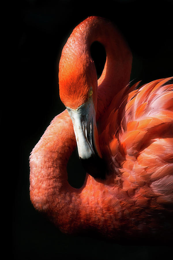 Flamingo by Cyndy Doty Flamingo by Cyndy Doty