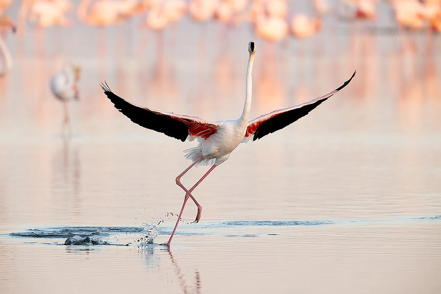 Flamingo Dancing Photograph by Joan Gil Raga