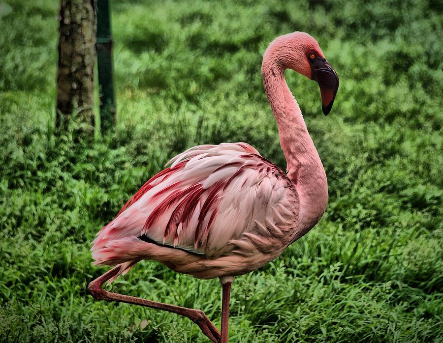 Flamingo Photograph by David Giraldo