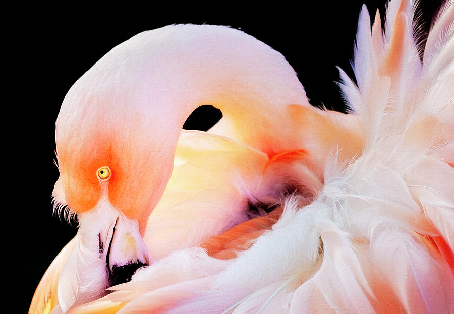 Flamingo Photograph by Deborah Penland