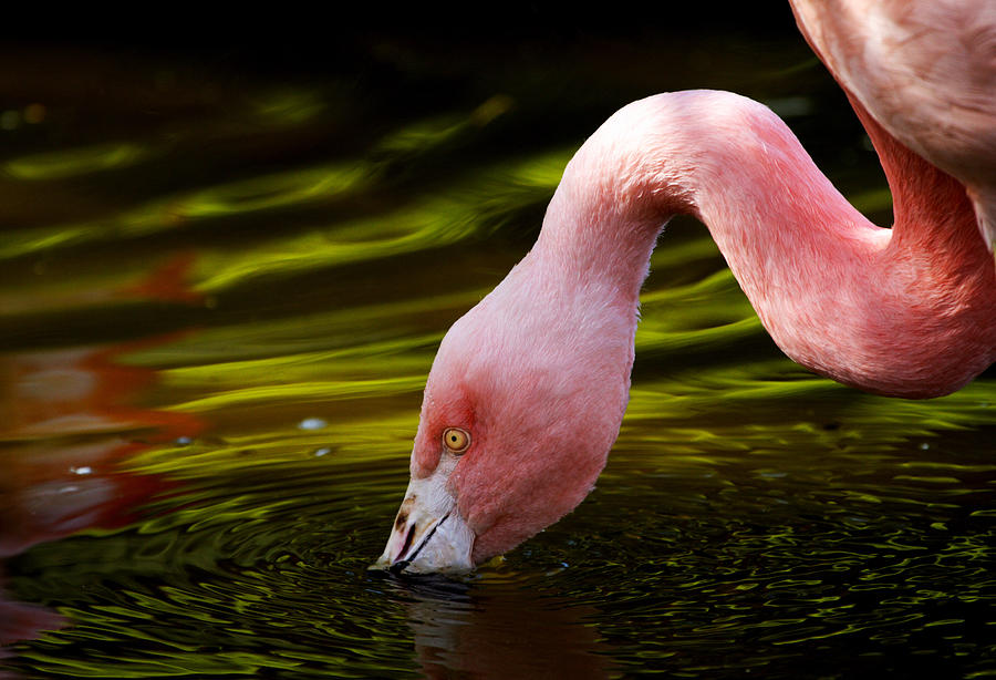 Flamingo Drinking Water Photograph by Patrick Wadle