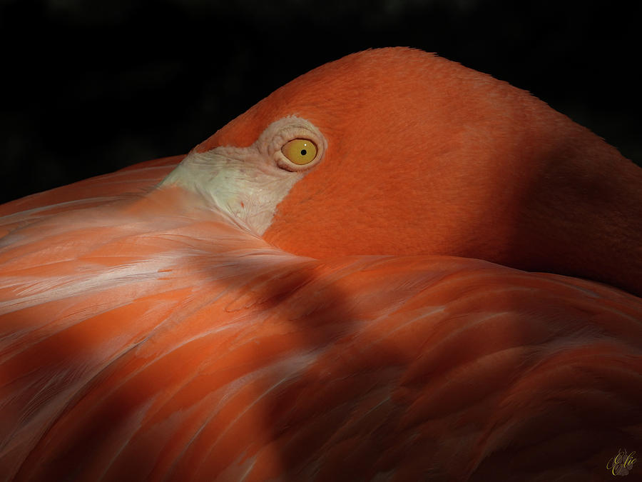 FLAMINGO by Elie Wolf FLAMINGO by Elie Wolf