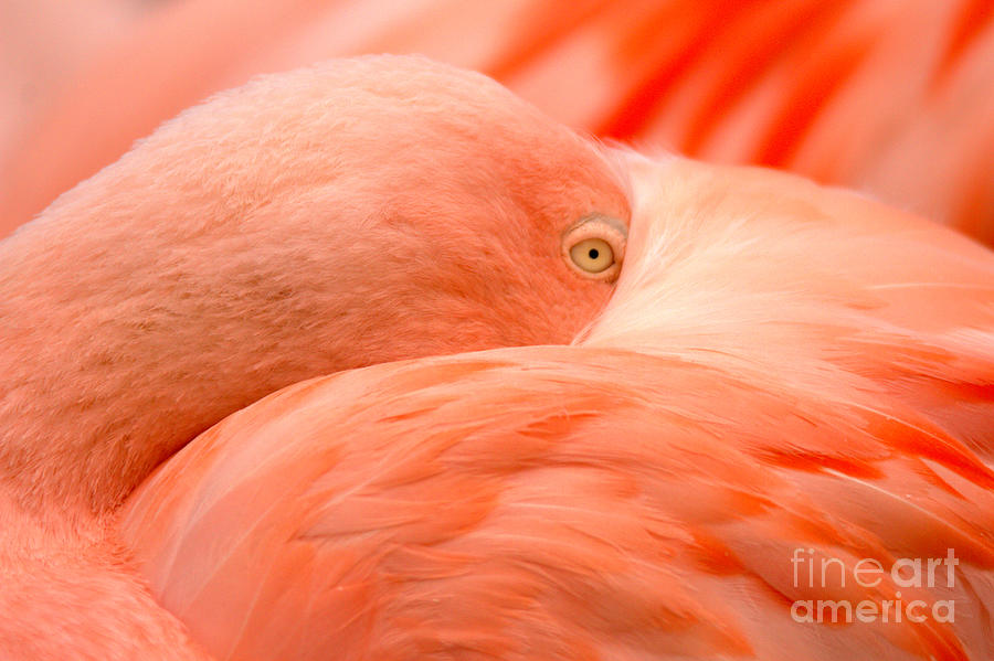 Flamingo Eye Abstract Photograph by Adam Jewell