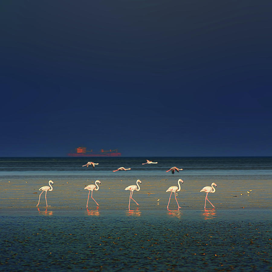 Flamingo Fashion Show Photograph by Rbsuperb