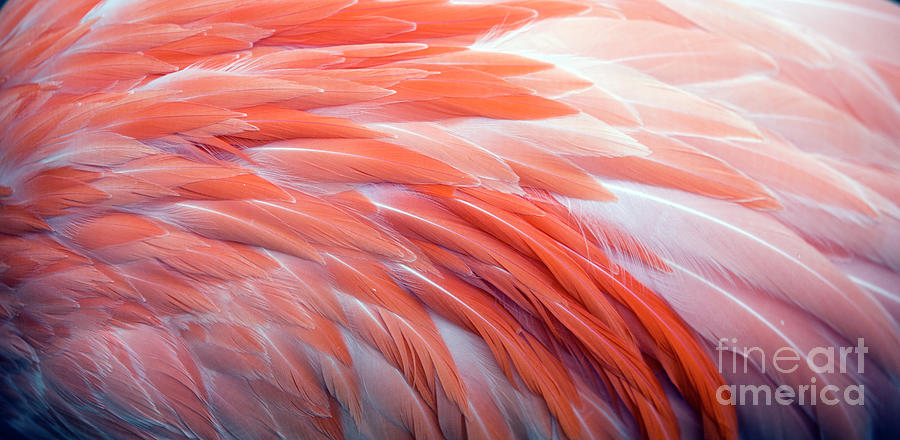 Flamingo Feather Background Photograph by Vzphotos