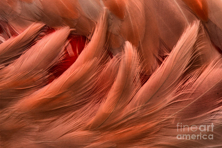 Flamingo Feather Patterns Photograph by Adam Jewell