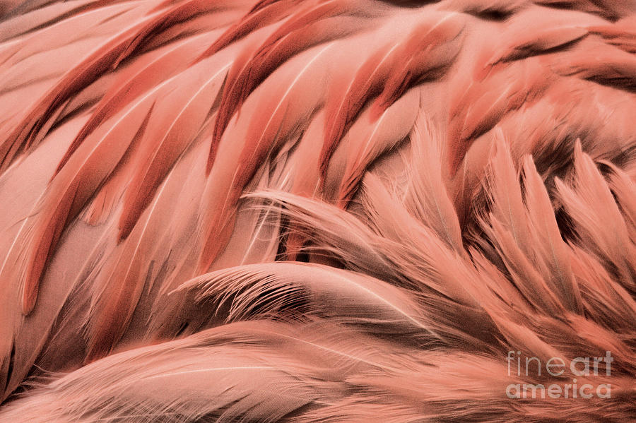 Flamingo Feather Swirls Photograph by Adam Jewell