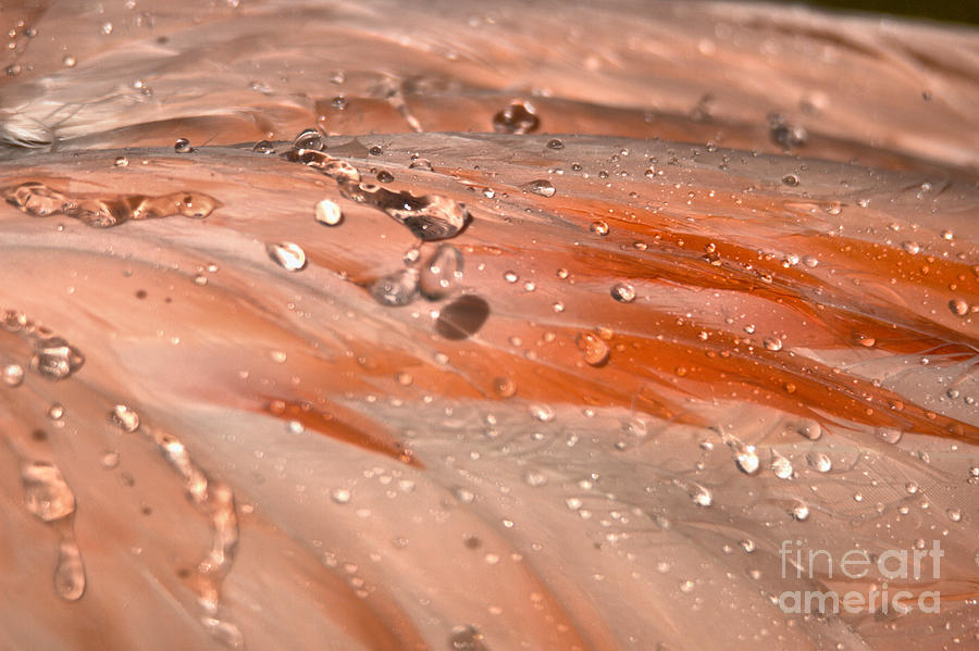 Flamingo Feathers And Water Drops Photograph by Adam Jewell