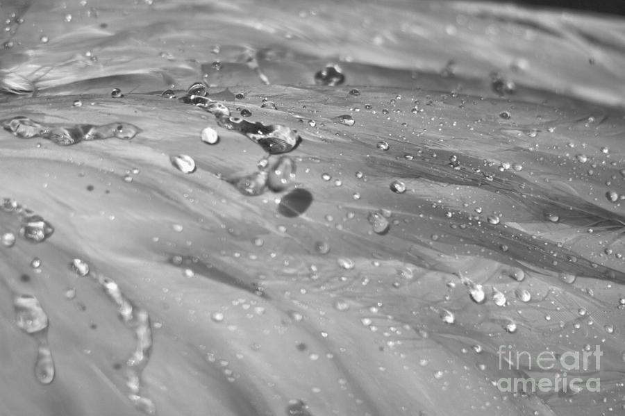 Flamingo Feathers And Water Drops Black And White Photograph by Adam Jewell