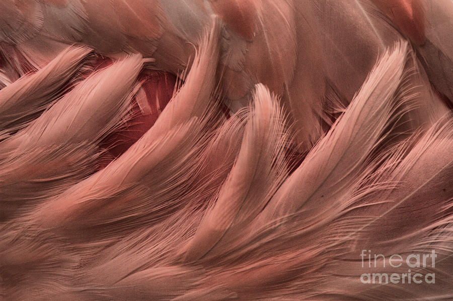 Flamingo Feathers Closeup Photograph by Adam Jewell