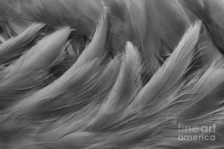 Flamingo Feathers Closeup Black And White Photograph by Adam Jewell