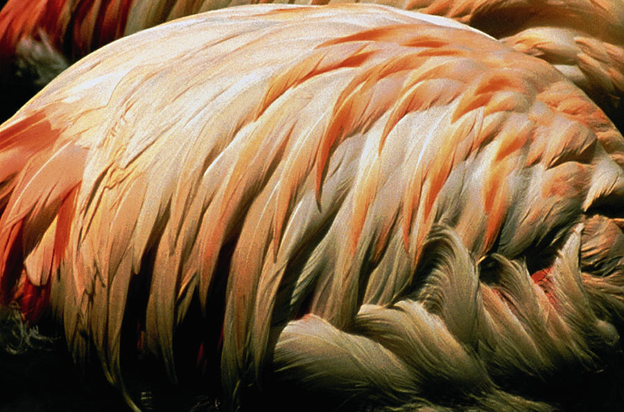 Flamingo Feathers Photograph by J&l Images