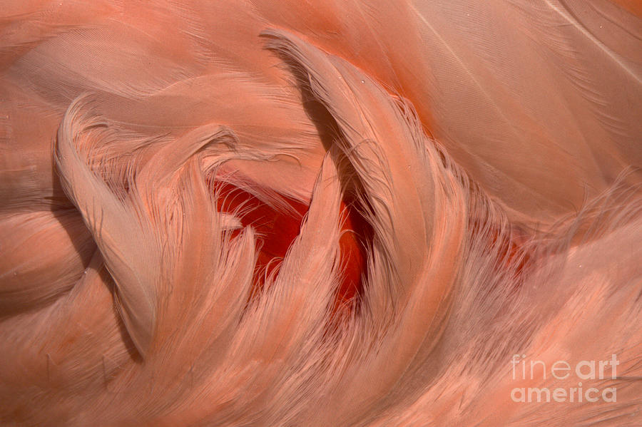 Flamingo Feathers Pink Around Red Photograph by Adam Jewell