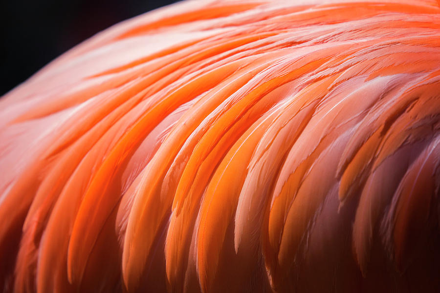Flamingo Feathers Photograph