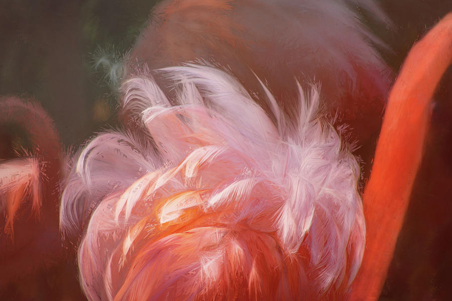 Flamingo Feathers Digital Art by Terry Davis
