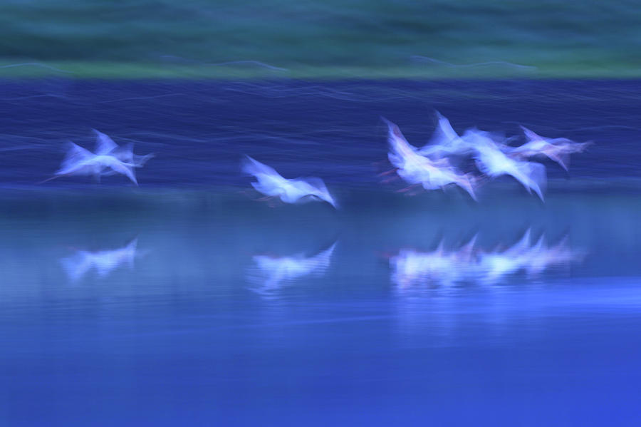 Flamingo Flock Flying Over Lake Natron Photograph by Manoj Shah