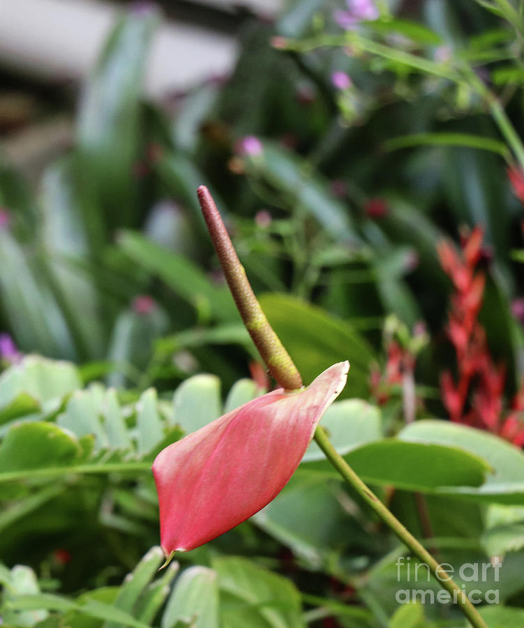 Flamingo Flower - Anthurium Andreanum Photograph by Rory Ivey
