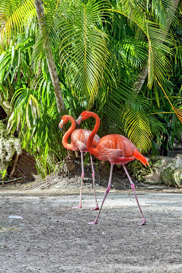 Flamingo Gardens, Davie, Fl Digital Art by Lumiere