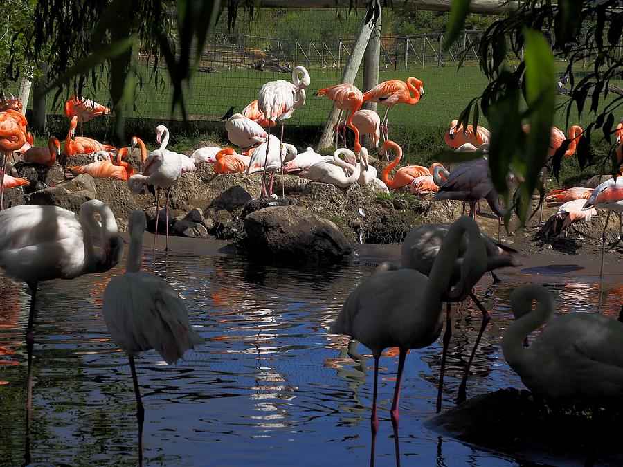 Flamingo Gathering Photograph by Richard Thomas