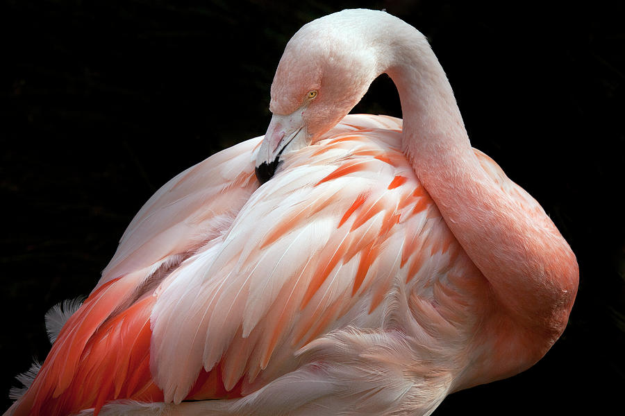 Flamingo Photograph by Geri Lavrov