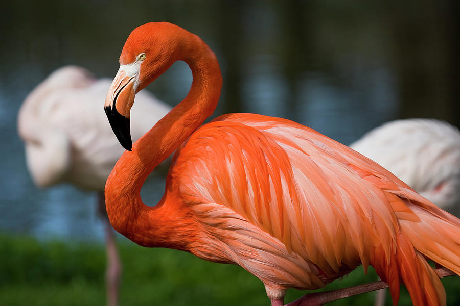 Flamingo Photograph by Gosiek-b
