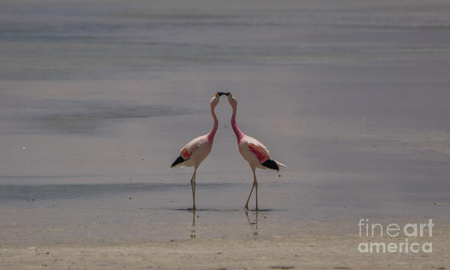 Flamingo Greating Photograph by Brian Kamprath