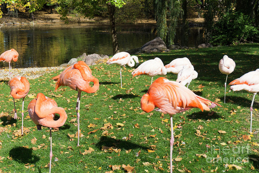 Flamingo Group by Randall Saltys Flamingo Group by Randall Saltys