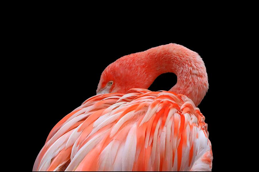 Flamingo Photograph by Henk Langerak