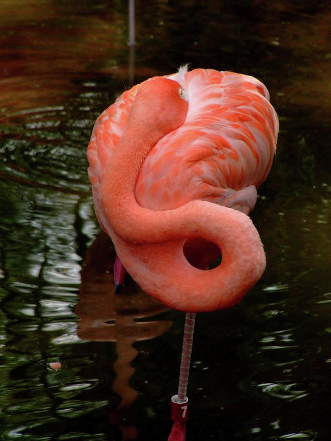 Flamingo Photograph by Image By Marc Gutierrez