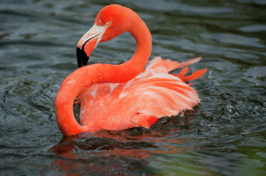 Flamingo In Lake Photograph by Laura Ciapponi