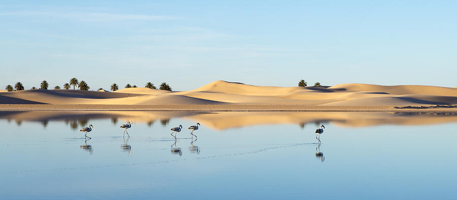 Flamingo In Ouargla Photograph by Merzaki Mohammed Elghazali