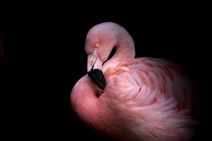 Flamingo In The Dark Photograph by Natalia Rublina