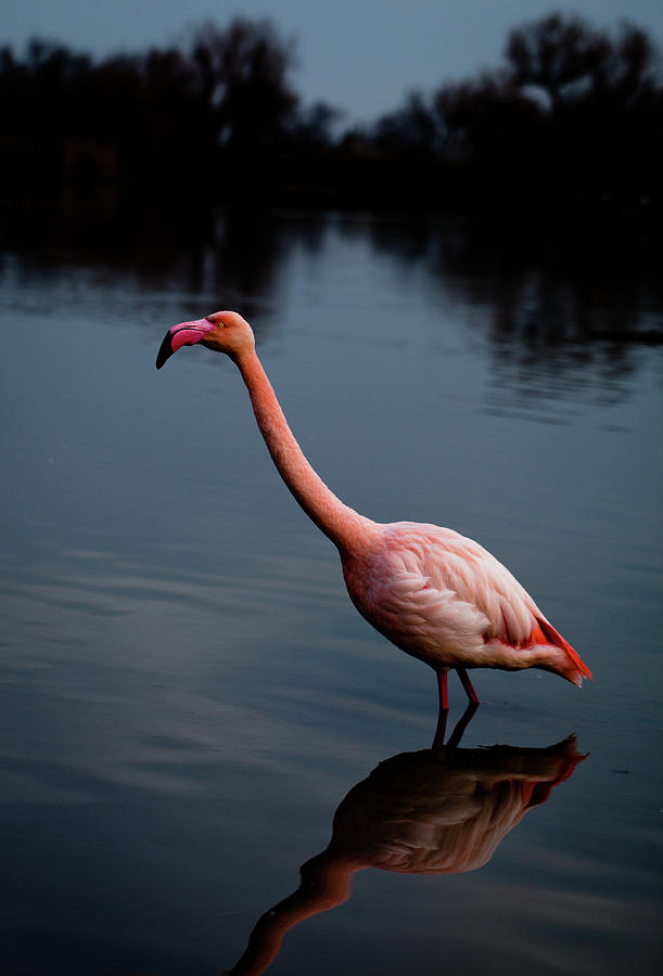 Flamingo In The Water Photograph by 627
