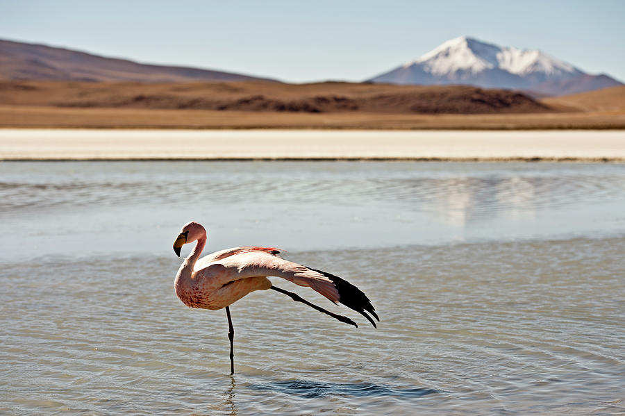 Flamingo In Water With Mountain Behind Photograph by James Morgan