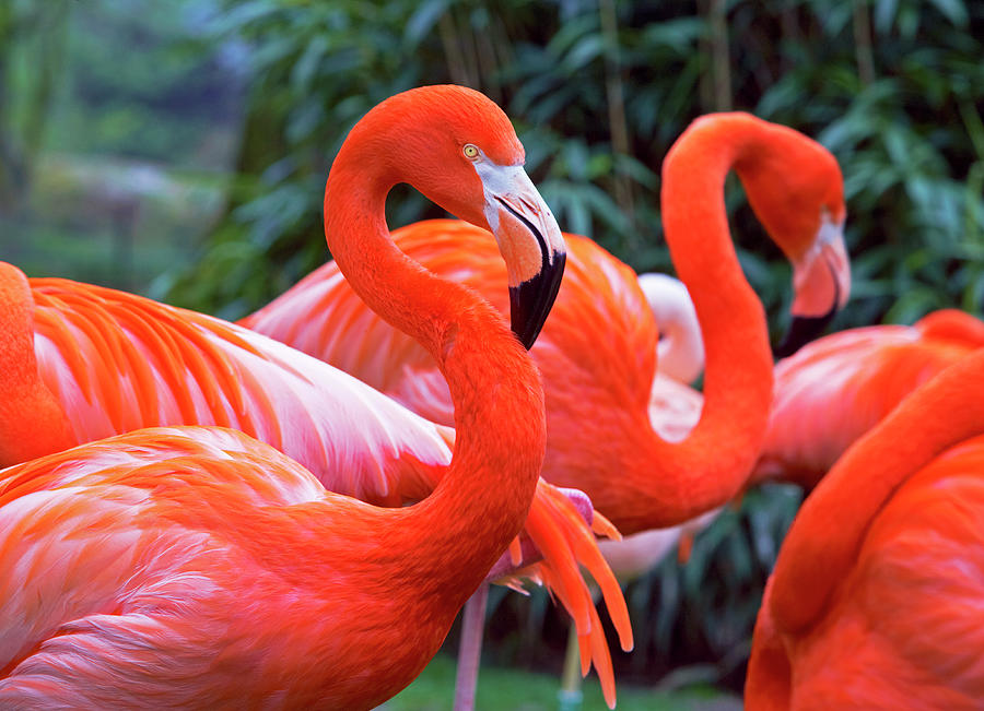 Flamingo In Zoo Photograph by Allan Baxter