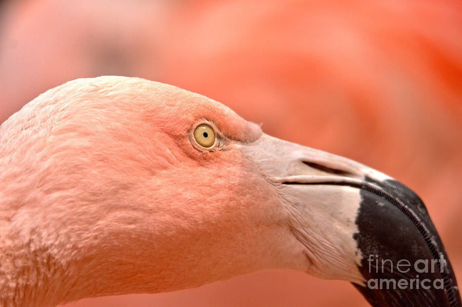 Flamingo Intensity Photograph by Adam Jewell