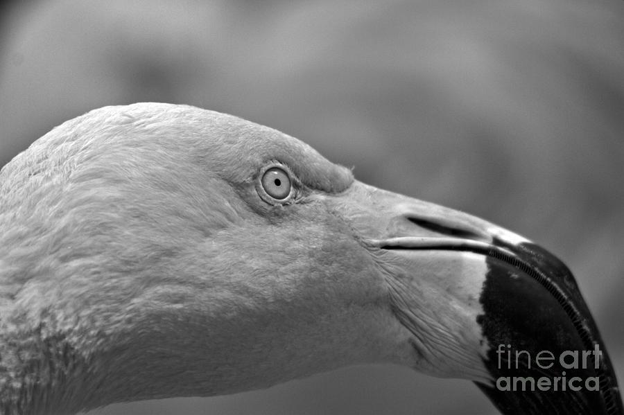 Flamingo Intensity Black And White Photograph by Adam Jewell