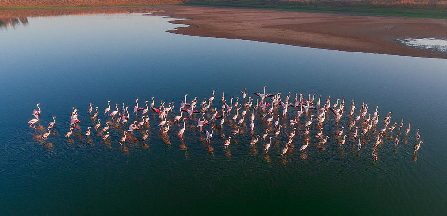 Flamingo Photograph by Jamal Kiwan