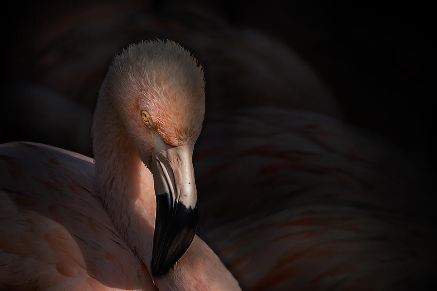 Flamingo Photograph - Flamingo by Jealousy