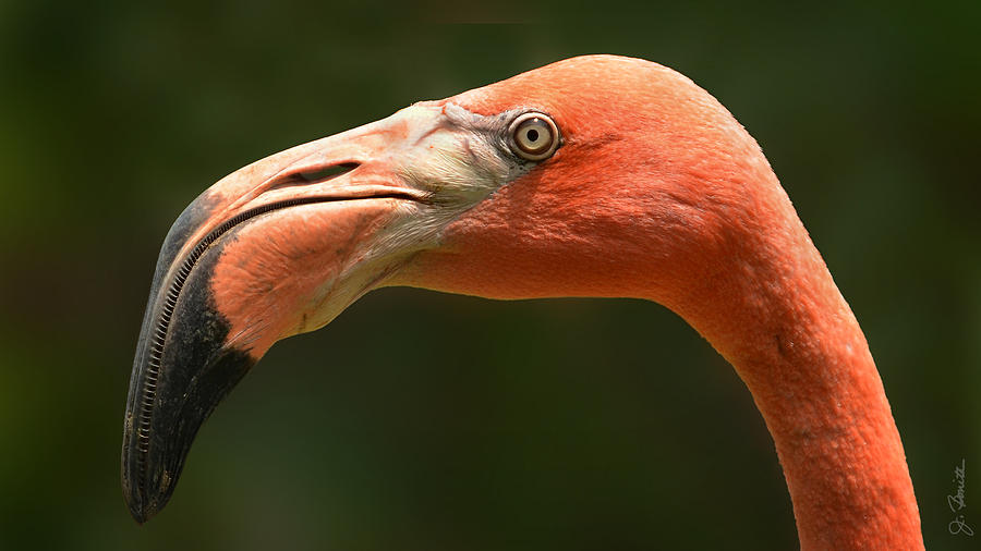 Flamingo Photograph by Joe Bonita