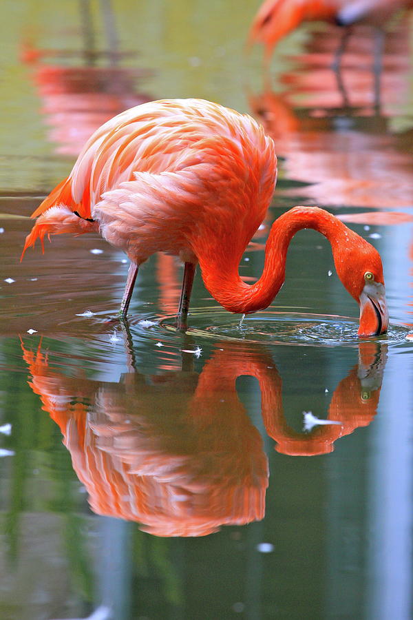Flamingo Photograph by J.p.andersen Images