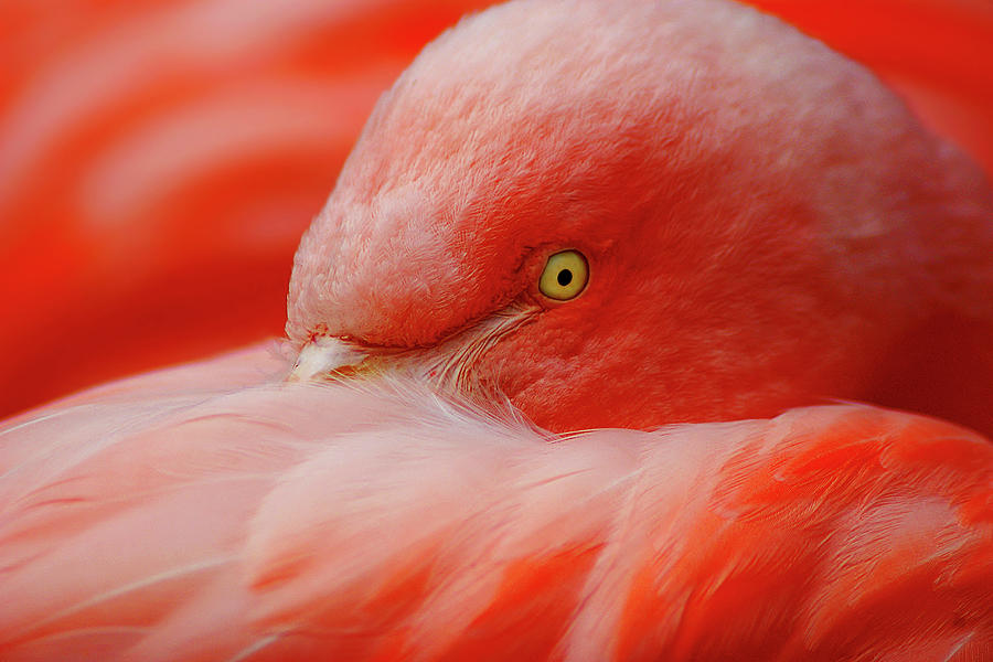 Flamingo Photograph by Kimberly Hosey